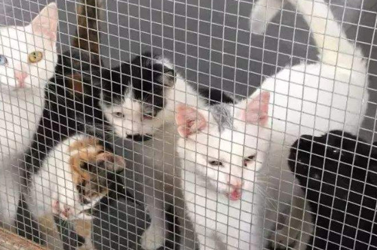 家猫被遗弃的下场，猫被遗弃通常会怎么样