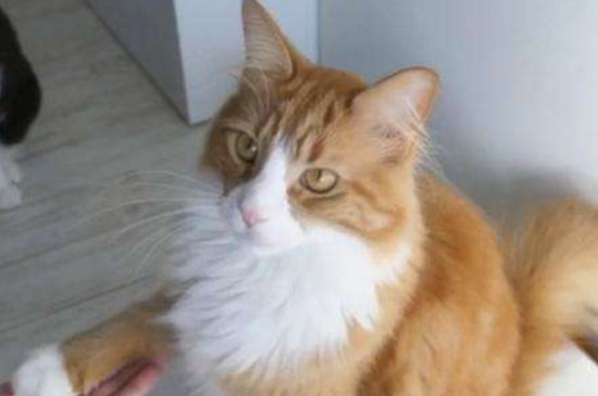 猫咪经常挨打会怎样