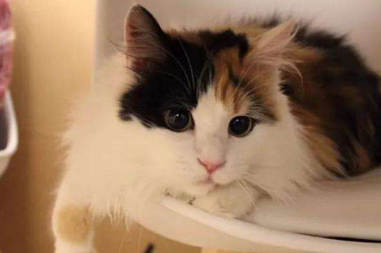 养三花猫有啥好处