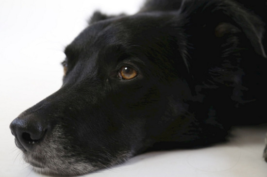 狗狗怀孕症状