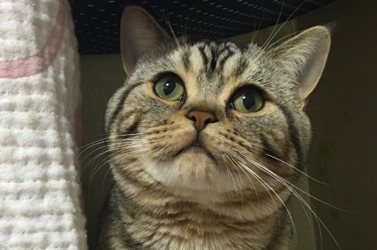 猫藓好转的症状