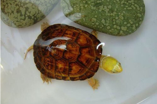 乌龟是什么动物