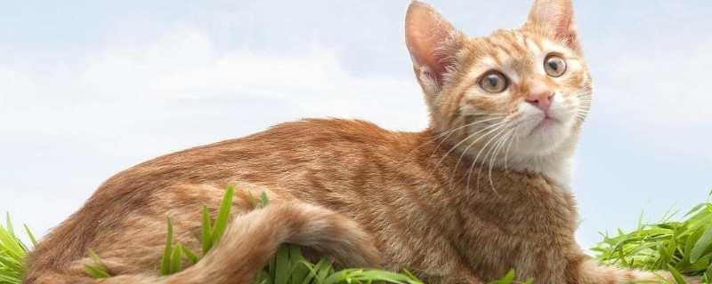 母猫不发情怎么回事