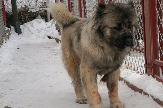 十大猛犬排行榜，全球十大凶犬排名