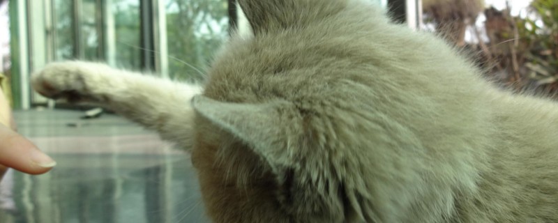 猫抓伤的正确处理