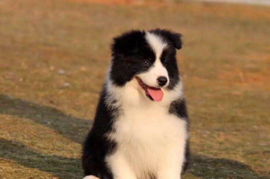 怎么看幼犬智商