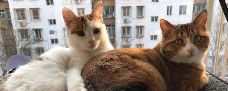 喂什么不让猫早熟