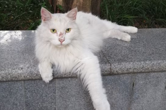 猫鼻支严重吗