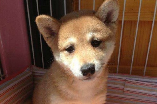 幼犬一天拉几次便正常