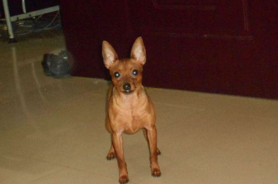 狗狗狂犬病潜伏期症状，狗狂犬病的前兆是什么样的