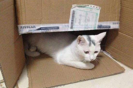 养猫养一只还是两只好