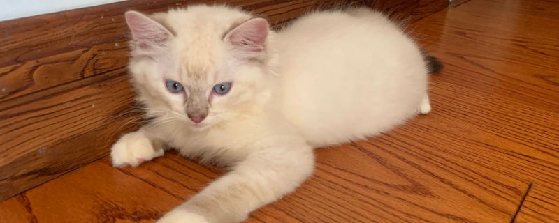 养布偶猫的好处