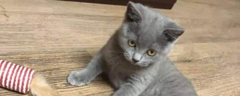 蓝猫养多久认识主人