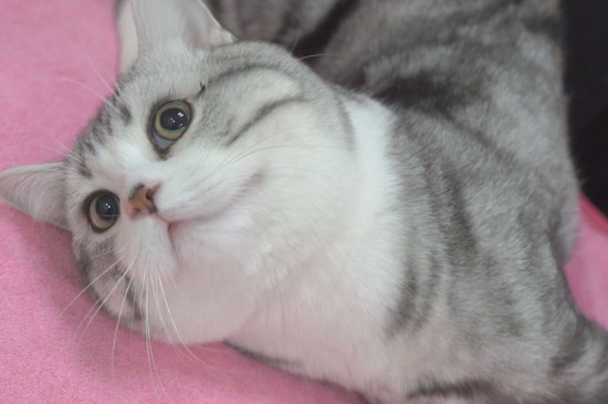 猫为什么要绝育