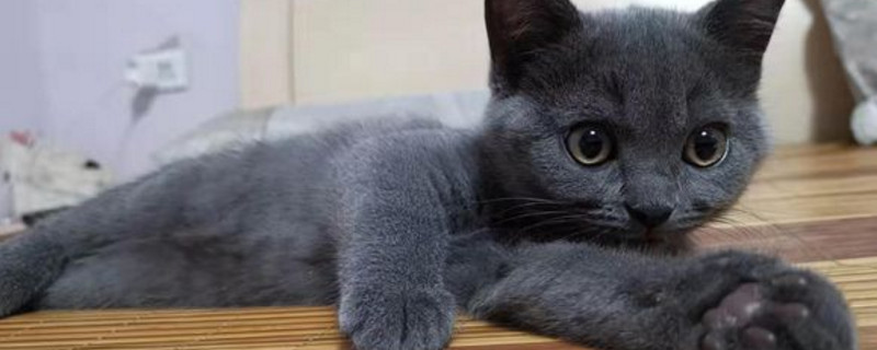 猫嘴角有黑色的东西