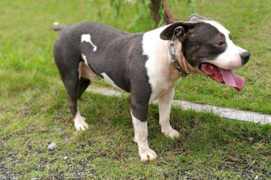 斯塔福犬的缺点，杀伤力大容易伤人导致不适合家养
