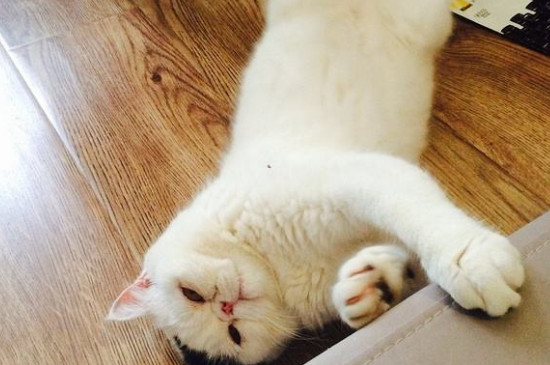 猫性格很好的表现