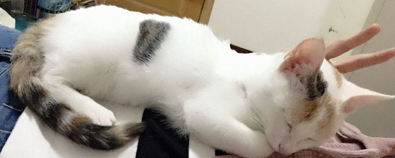 带猫坐车中途会拉屎吗