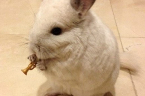 龙猫可以吹电风扇吗