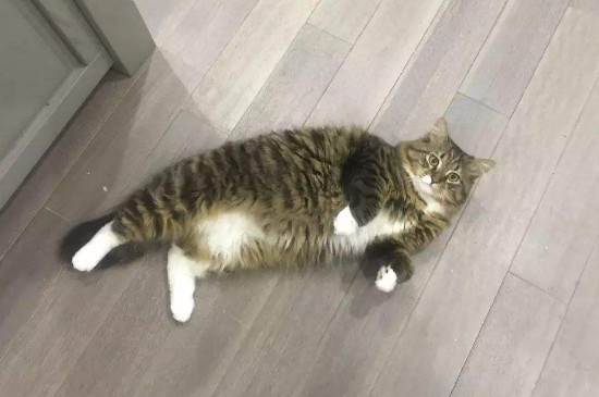 母猫发情怎么办