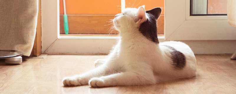 猫咪可以自己在家多久