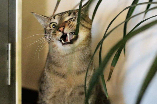 价格在1000左右的猫，1000以下的猫有哪些