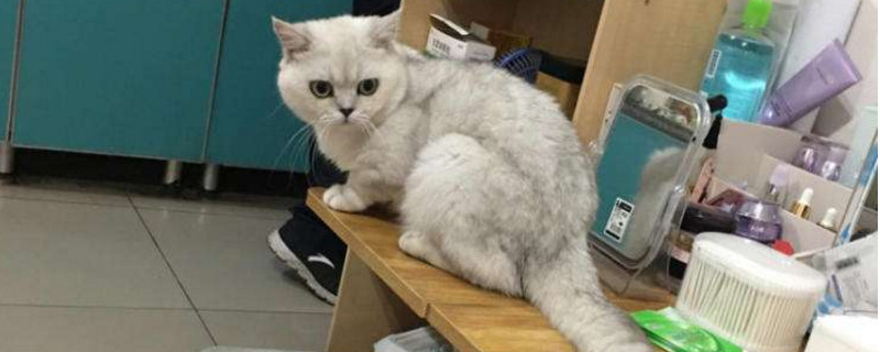 银渐层尾巴都有圈吗