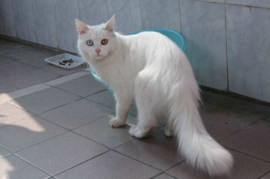 波斯猫好养吗