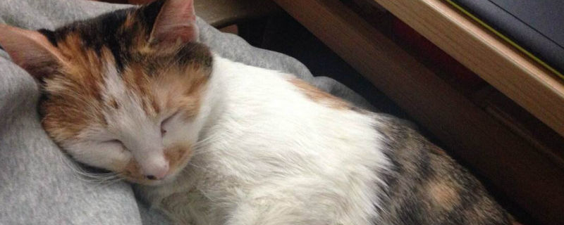 猫咪乳房硬块怎么处理