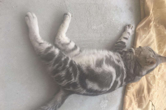 母猫怀孕多久会吐