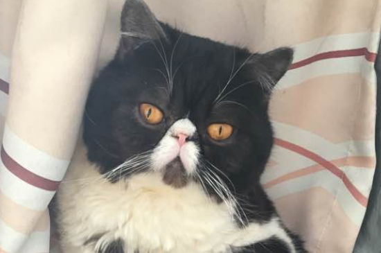 公猫开脚是什么意思