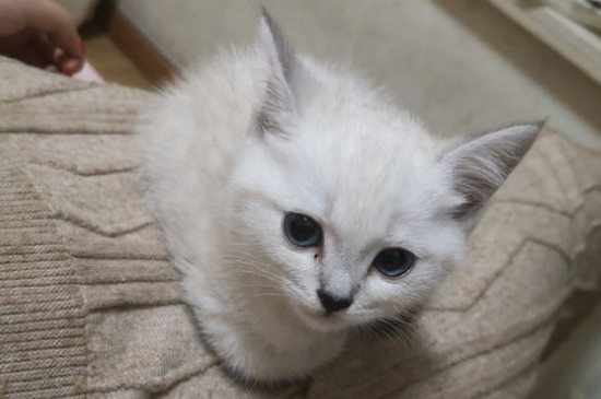 猫咪单侧腮肿大