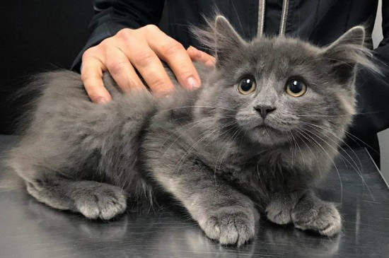 小奶猫拉稀怎么办