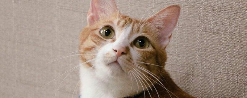 猫喜欢玩什么