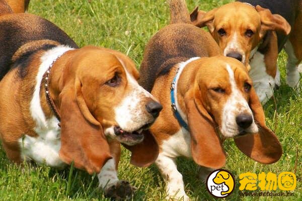 巴吉度犬天生带着委屈表情，曾被美国总统偏爱