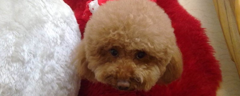 比熊犬拉肚子怎么办