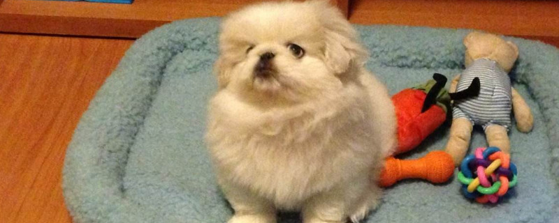 狗为什么睁着眼睡觉
