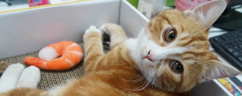 猫不缺吃喝一直冲我叫