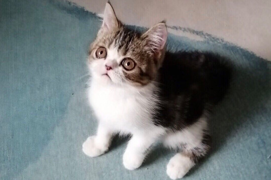 猫换新环境要注意什么