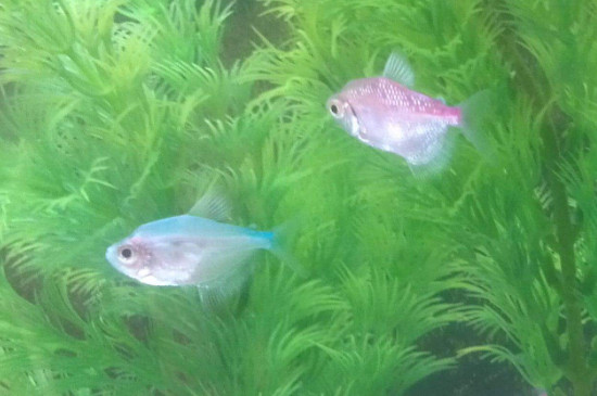 彩裙鱼会咬其他鱼吗