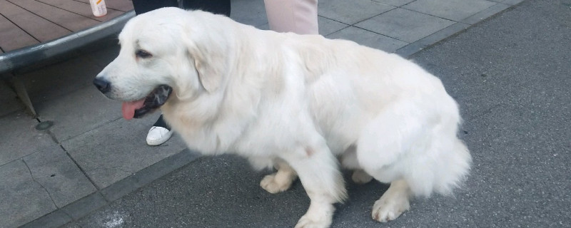 白熊犬几个月能长成成犬