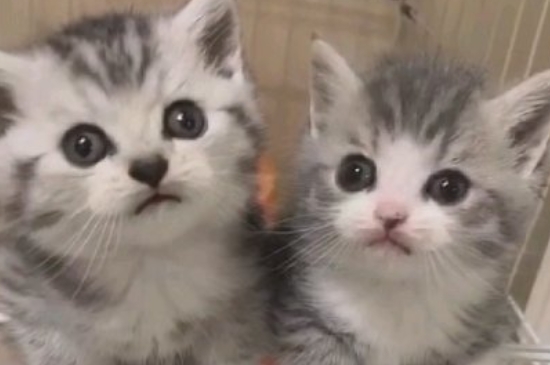 猫绝育没做干净的症状