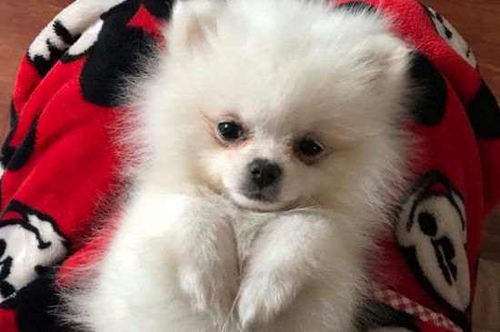 狗狗能吃头孢消炎吗，狗狗吃头孢消炎吃多少