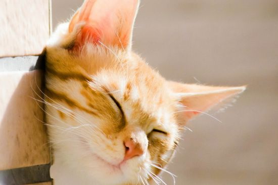 猫耳朵往后是什么意思