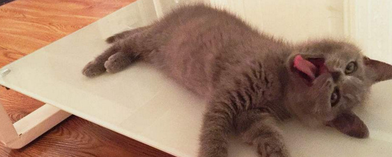 被没打疫苗的小猫咬了