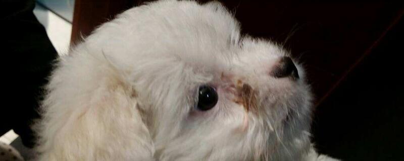 狗眼屎多是什么原因
