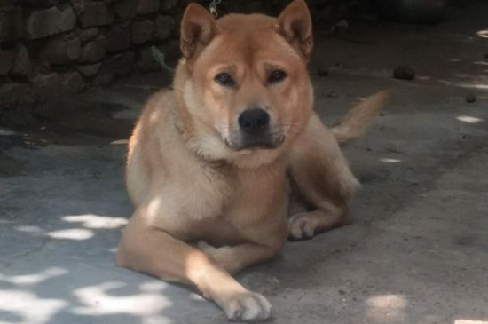 狗狗能吃腰果吗
