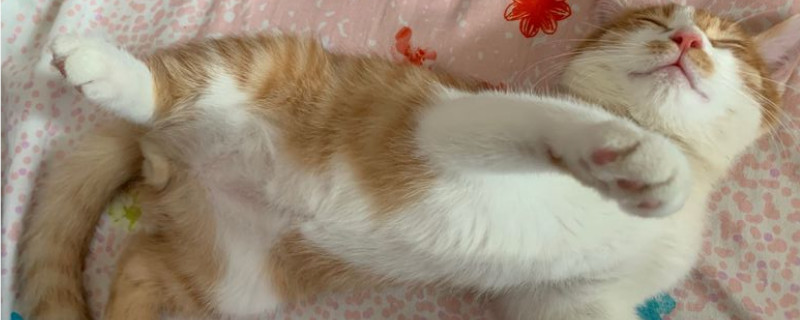 猫咪后背有软的鼓包