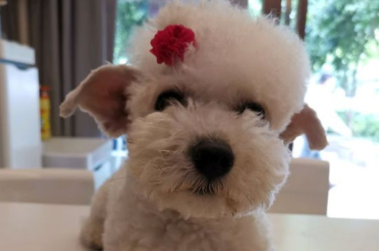 狂犬疫苗每年都要打吗，狗几年打一次狂犬疫苗