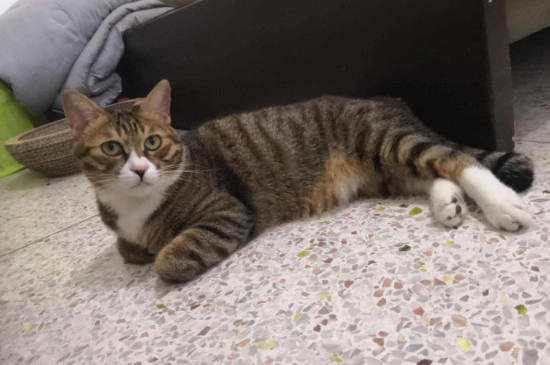 猫什么时候拉屎，猫咪排泄时间
